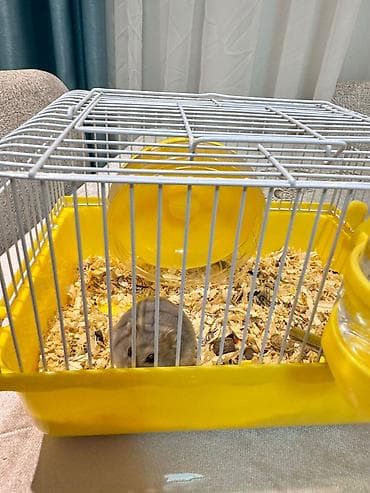 xamyak nedir: Satılır 🐹💛 Çox şirin və sağlam 1 ədəd hamster satılır. Ev şəraitində — 2