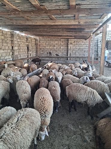 əmlik quzu: Quzu.Super kök erkək quzular.200 baş.Öz həyətimin — 1