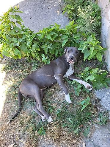 mops qiymeti: Pitbul, Dişi — 2