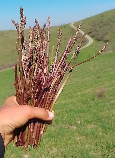 Məhsul: Təbii yığılan yabanı quşqonmaz (asparagus) dəstələri Salam