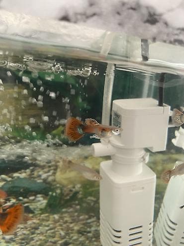 baliq levazimatlari satisi: Yumru akvarium, Balıqlarla birlikdə, 1 l, Ünvandan götürmə, Ödənişli çatdırılma — 6