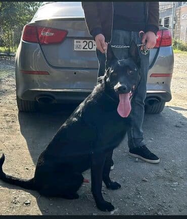 Alman çoban iti, 1 il, Erkek, Peyvəndli, Ünvandan götürmə