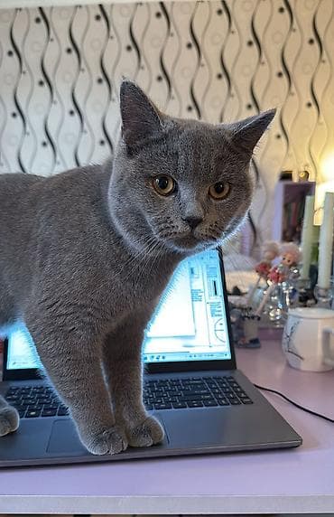 pişikler: Britan, Erkək, Yaxşı əllərə, Pulsuz çatdırılma — 1