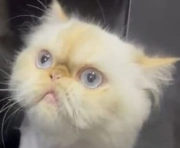 anqor pişik: Fars, Dişi — 1