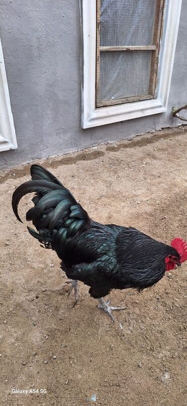 setteri it cinsi: Astralof xoruz 2 yaşı var tam sağlamdir təmiz cinsdir — 2