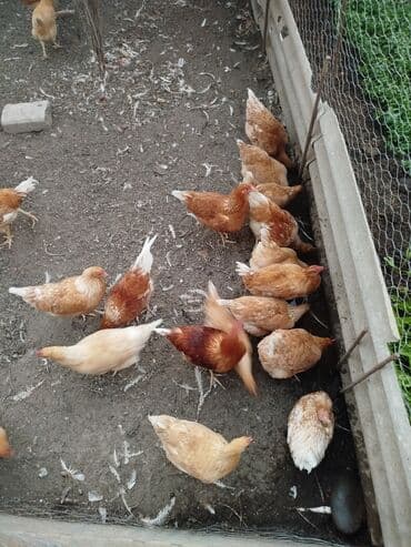 liqorin toyuqlar: Toyuq, Ətlik, Ödənişli çatdırılma — 2