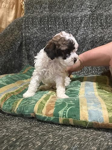 Pudel, 1 ay, Dişi — 6