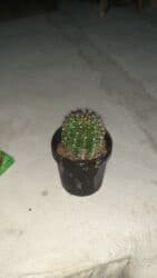 pul seyfi: Kaktus dekoratif — 1