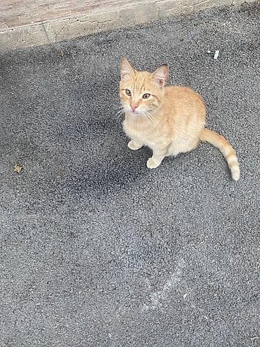 Pişiklər: Pişik erkek etibarli ellere verilir — 3