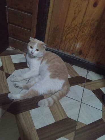 pişik daşıma: Şotland yastı qulaq — 4