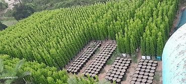 ağ kala: Limon şam ağacı– dekorativ iynəyarpaqlı Lelandra Sekas Finik Tuya — 2