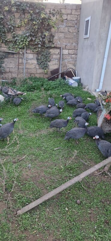 Fireng quwu satilir unvan bine atciliq