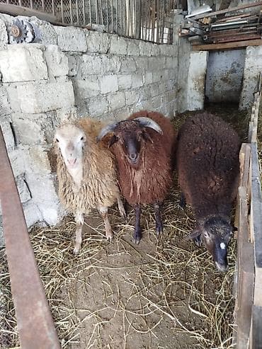 simmental danalarin satisi: Erkey quzular bordaq şəraitində bəslənilib — 1