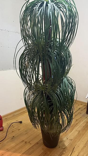 Nolina (Beaucarnea recurvata) – “Fil ayağı” dekorativ otaq bitkisi - — 2