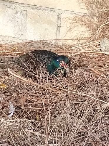 heyvanlara verilen adlar: Erkek bu ilki Rumun qrqovullari satılır və ya bu ilki fere qrqovullari — 3