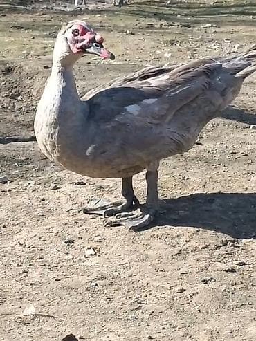 tovuz quşları: 7-aylıq aktiv lavada erkək.Heyvandan başı çıxanlar bilir necə heyvan — 1