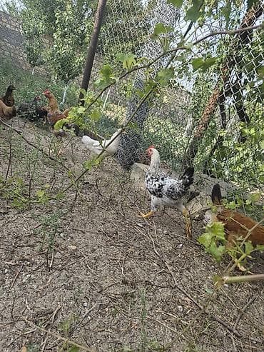 Куры: 2 ay yarımlıq 3 ay 4 aylıq kənd çolpaları.yaşıl otnan buğda — 2