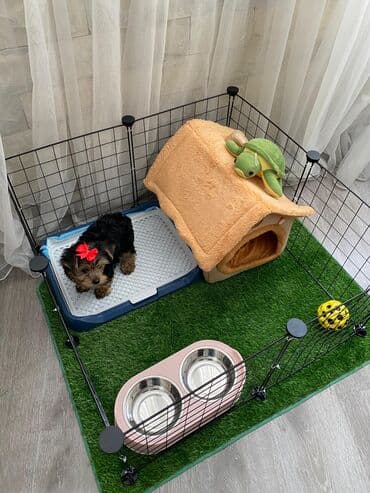 Yorkşir teryer, 2 ay, Dişi, Ödənişli çatdırılma lalafo.az -da Yorkşir teryer, 2 ay, Dişi, Ödənişli çatdırılma