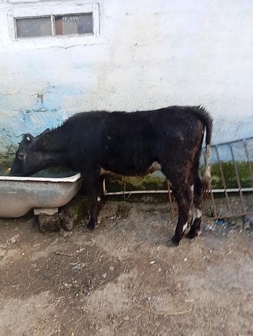 cins ineklerin satisi: Satlıq heyvanlar – 2 baş dana - Cins: şəkillərdə olan yerli qarışıq — 1