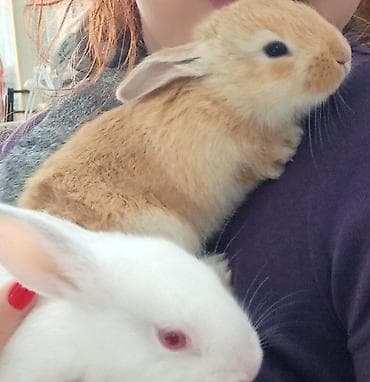 Dovsan balalari erkek disi cutu bir qoyulub