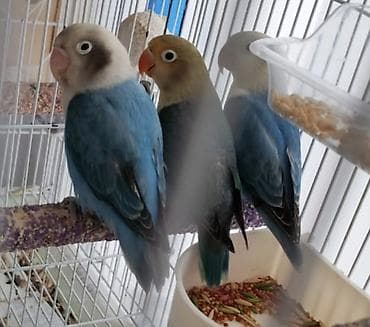 qara peleng sekilleri: Məhsul: Sevda papağanları (lovebird) – 3 ədəd Təsvir: - Rənglər — 2