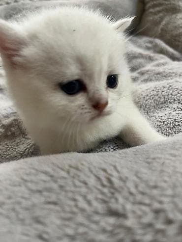 Ağ rəngli, yumşaq tüklü balaca pişik balası. Xüsusiyyətlər: -
