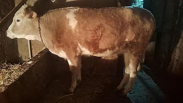 Satışda: kənd təsərrüfatı heyvanı – dana/inek (simmental tipli)