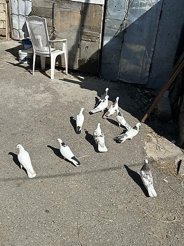 quşlar: Kom 10
Manatdan — 2