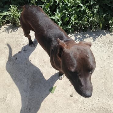 xaski satisi: Pitbul — 2