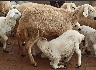 bala itlerin satisi: Quzu satılır. unvan Novxanı — 1