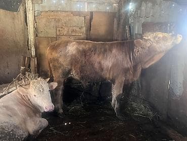 doberman satilir: Qiytdə razılaşmaq olar. Hərəsinin 140 kq yuxarı əti olar — 4