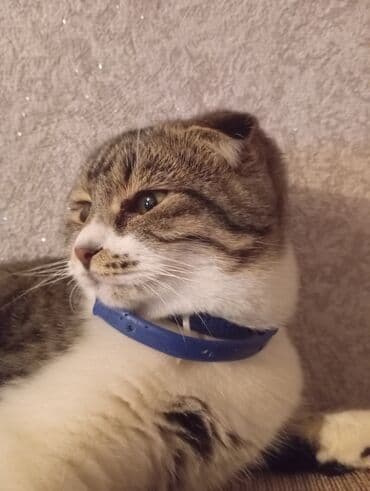 pişik damı: Şotland yastı qulaq, Yaxşı əllərə — 2