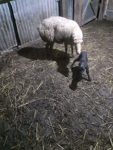 heyvanlara verilen adlar: 3 balsdı balsı dişdi — 1