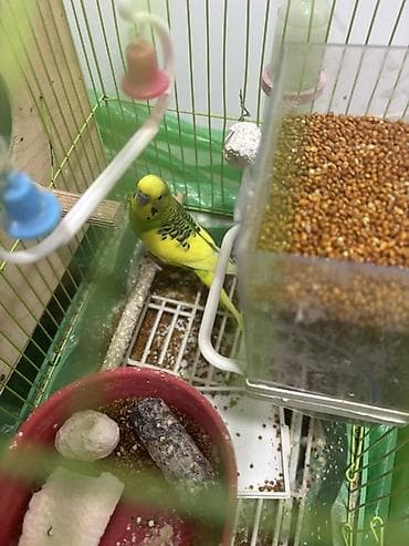 papuqay sesi: Sarı-yaşıl rəngli dalmatin naxışlı 1 ədəd erkək (papuqay) satılır — 4