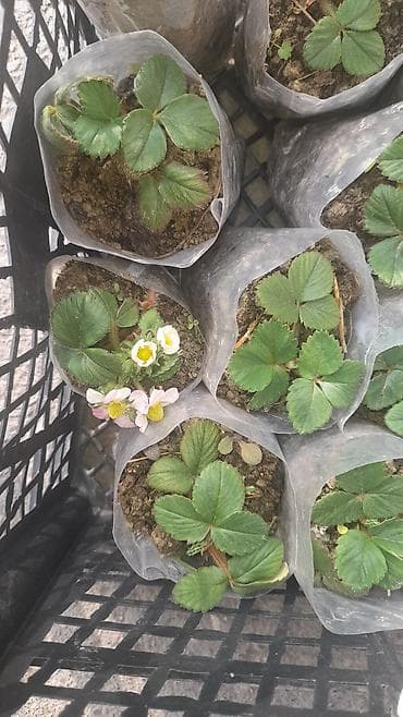 dombalan qiyməti: Çiyələk şitilləri. Açıq hava şərayitində dekabrın sonuna kimi bar — 4