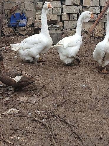 Heyvanlar üçün mallar: Dişi, Damazlıq, Ödənişli çatdırılma — 3