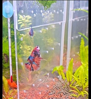 Betta (Petuşok balığı), Ünvandan götürmə, Ödənişli çatdırılma