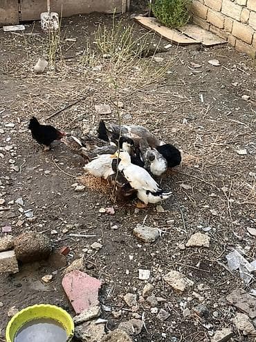 Qarışıq ev quşları satılır. - Ördəklər: ağ, boz və qara rəng