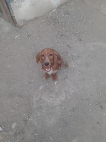 продам собаку объявление: Собаки — 1