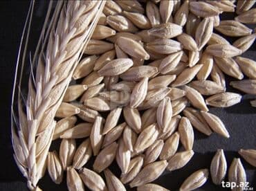 lalafo gəncədə ev əşyaları: Hazir kisede 50 ton arpa satilir - Yüksək keyfiyyətli, seleksiya — 1