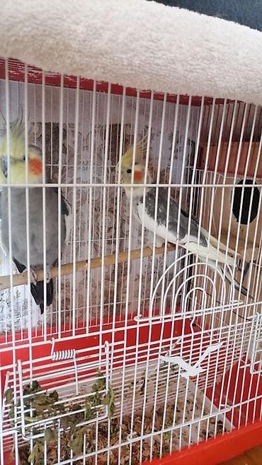 hamster near me: Hazir cut karella.Ancaq quwdar satlir qefessiz.Xaiw rial alci — 2