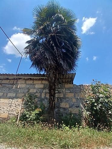 Hündürlüyü 5metr lalafo.az -da Hündürlüyü 5metr