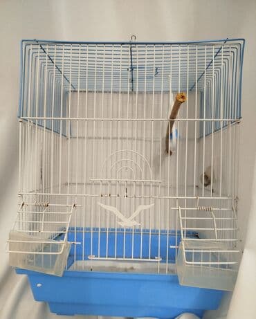 Satılır çox az işlənib Mavi rəngli plastik altlığı və ağ metal toru