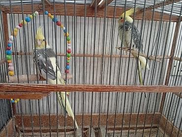 papağ şekili: Nymph paraketləri (Cockatiel) – 2 ədəd Xüsusiyyətlər: - Rəng: sarı — 1