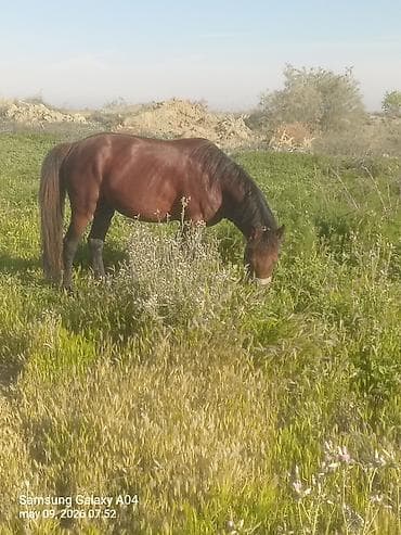 pony atlar: Erkək, il: 5, Ünvandan götürmə — 9