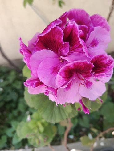 Pelargonium (qızılqabaq/geranium) saksı gülləri 4 AZN, geranlar 3 azn — 2