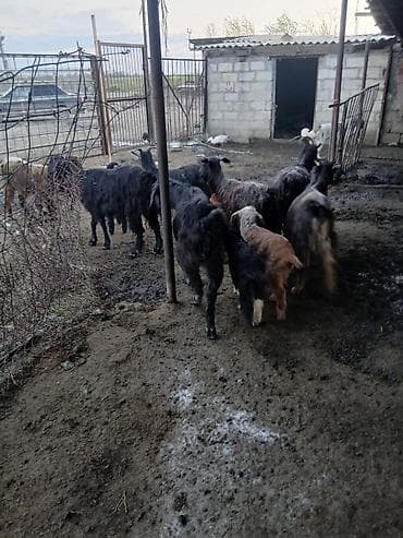 ingilis setteri itinin digər adı: 21 baş hələp keçisi 23 çəpiş kom satılır — 10