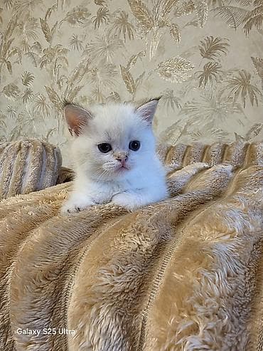 Şirin balaca pişik balası – ağ rəngli, yumşaq tüklü, qısa və dolğun