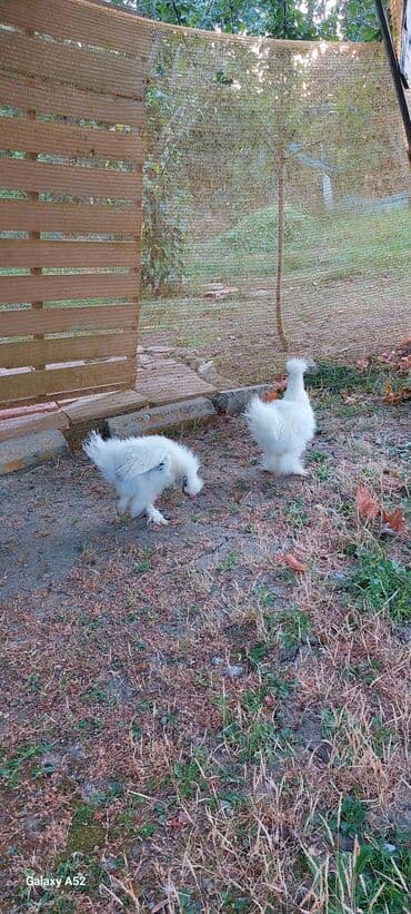 səbzi quşu: Pompom cuceleri biri 25m — 4
