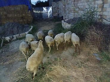 Qoyunlar, qoçlar: 10 baş orta yaş qoyunlar satılır — 4